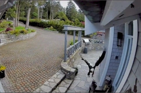 Eagle Goose