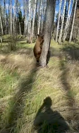 Bear