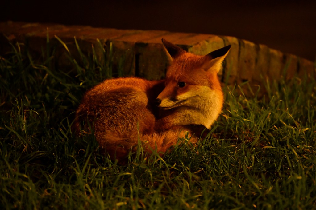 A Town Fox Is Seen Curled Up Beside A Busy Side Street In North London