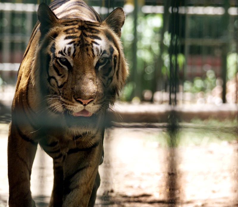 Joe Exotic’s Husband Deported To Mexico Following Release From Prison