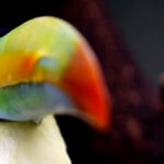 A Toco Toucan Is Seen Inside Its Enclosure In Madrid