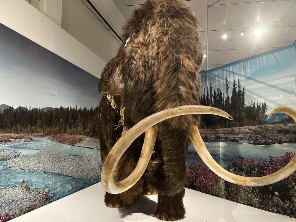 A Life Size Replica Of A Woolly Mammoth On Display At The American Museum Of Natural History's New Exhibition "the Secret World Of Elephants" In Manhattan