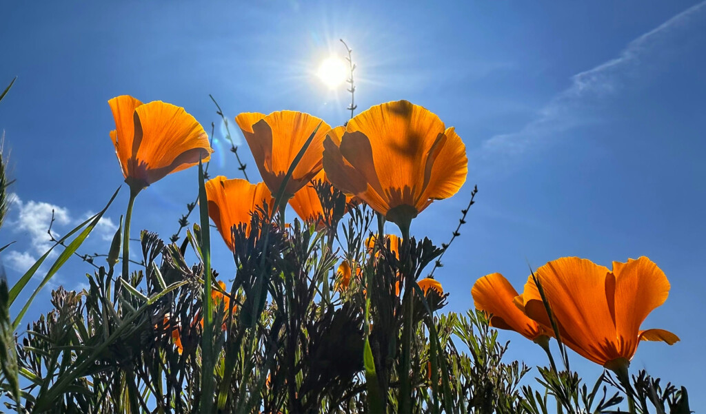 Poppies Grow Along Bruceville Road At The Cosumnes River Preserve Near Thornton On The First Day Of Spring On Mar. 20, 2025.