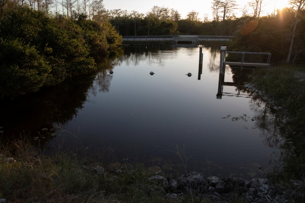 A View Of The Everglades' Swamps During The 2020 Python Challenge Python Bowl In Big Cypress National Preserve Near Ochopee