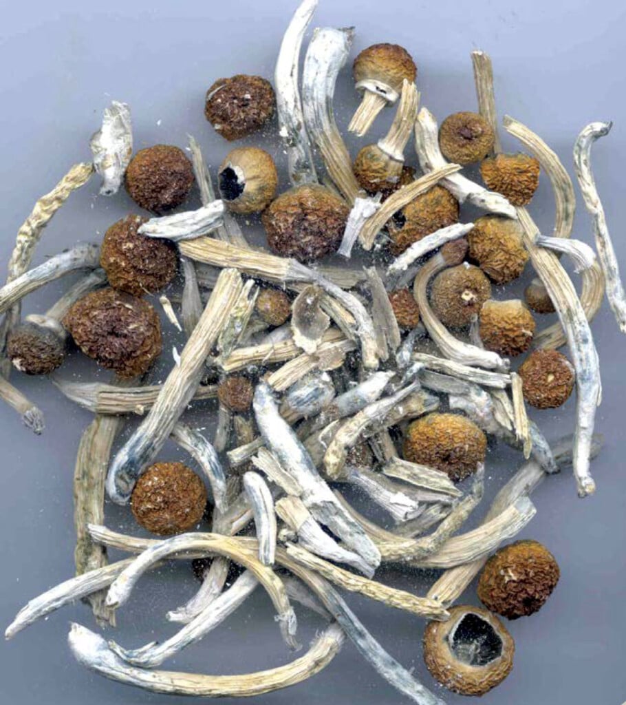 Psilocybin Or "magic Mushrooms" Are Seen In An Undated Photo Provided By The Dea