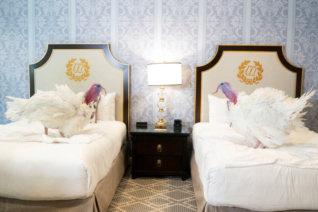 The National Thanksgiving Turkeys Are Unvieled Ahead Of White House Pardon