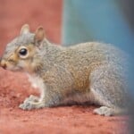 Squirrel Blamed For Government Internet Outage In Ohio County