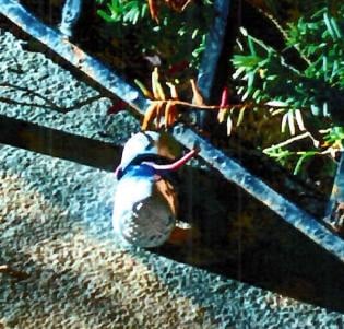 This Unexploded Pipe Bomb Was Found Outside The Doorway Of 11 Odell Avenue In White Plains On March 30, 2026, After Two Devices Had Been Detonated On The Block, Allegedly By Raymond Elders, Who Lives In That Building.