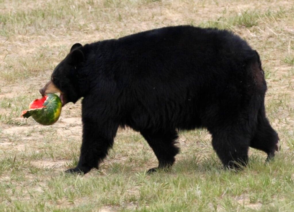 A Rescued Black Bear Carries A Watermelon At The Wild Animal Sanctuary On The Prairie Near Keenesburg