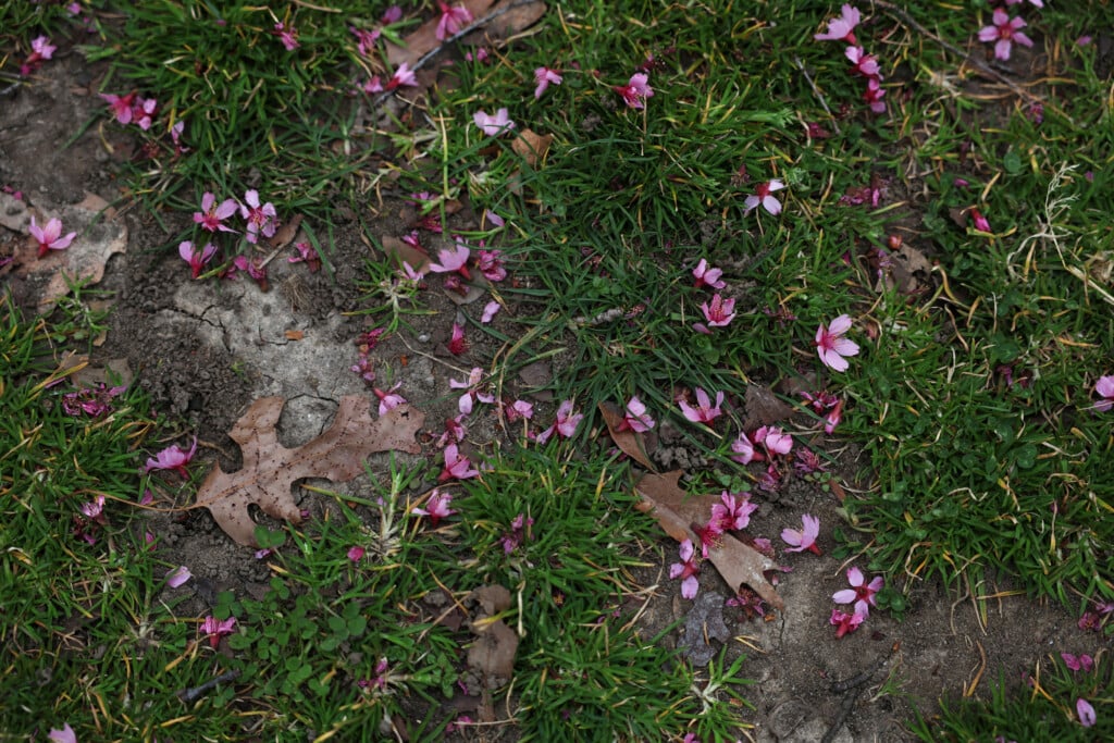 Cherry Blossom Petals Lay With Leaves During Spring Equinox At Flushing Meadows Corona Park In The Queens Borough Of New York City