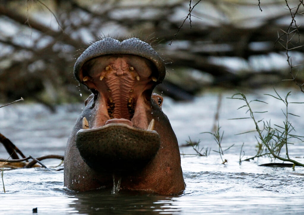 A Hippo Yawns At Dusk On Lake Baringo , One Of Kenya's Rift Valley Lakes