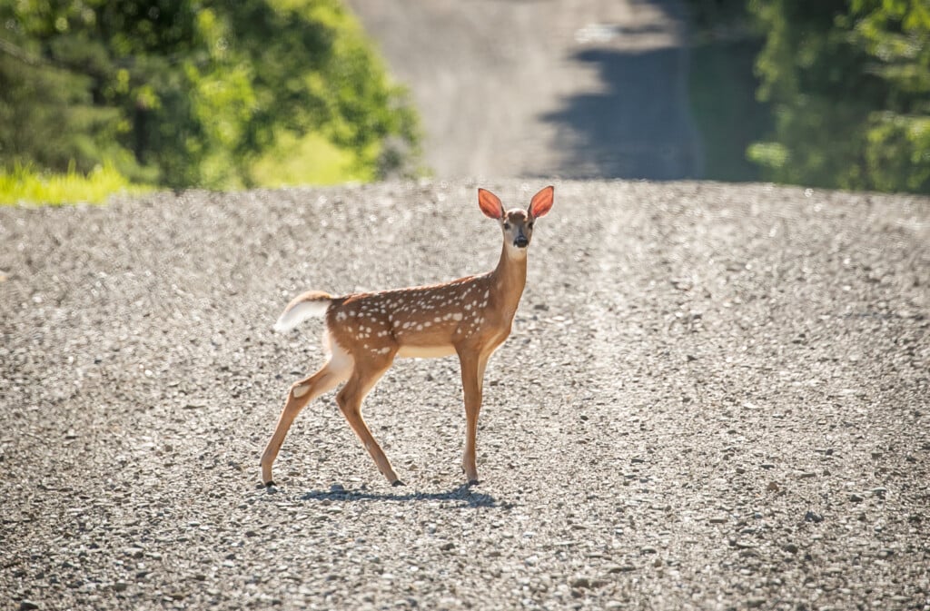 A Deer Crosses A Dirt Road In New Albion, New York