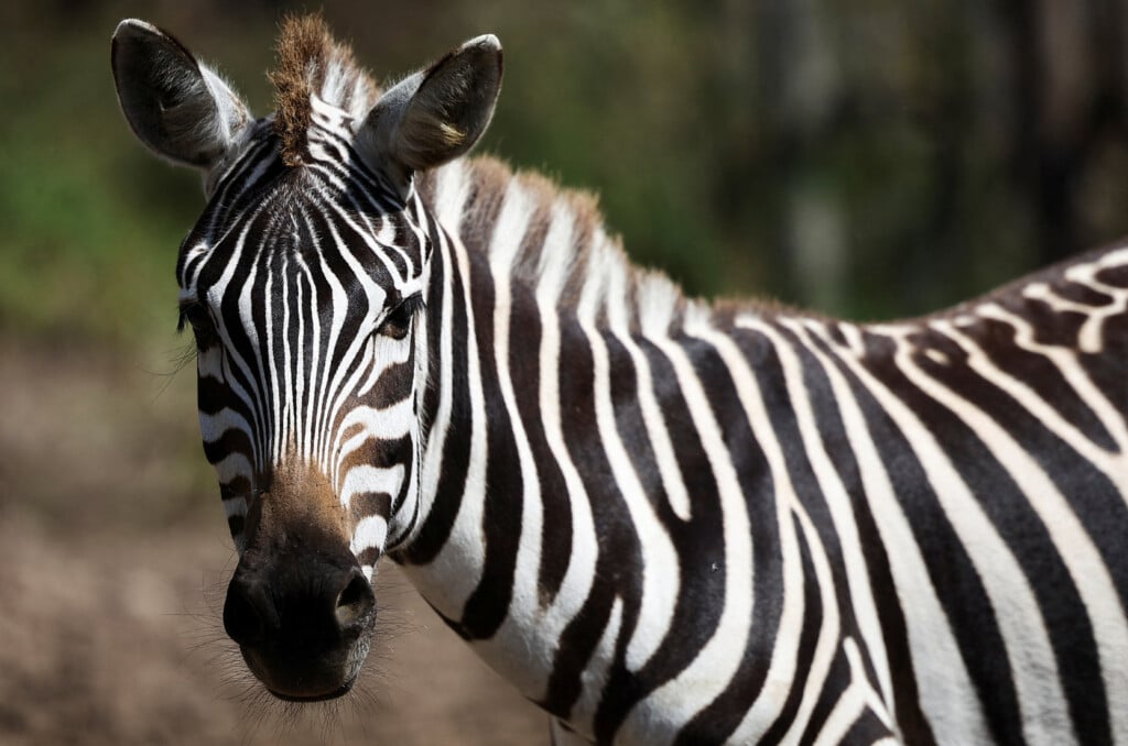 Tigers And Lions From Argentine Zoo Ready To Travel To Wildlife Sanctuary In India