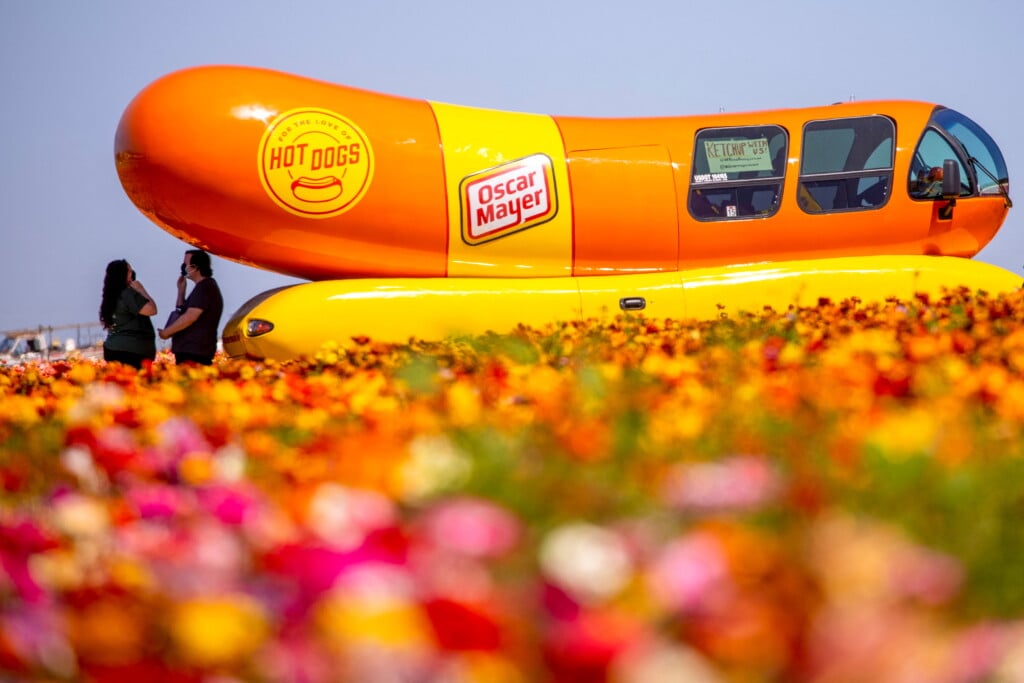 Flower Fields Reopened For Limited Visitor Numbers In Carlsbad, California