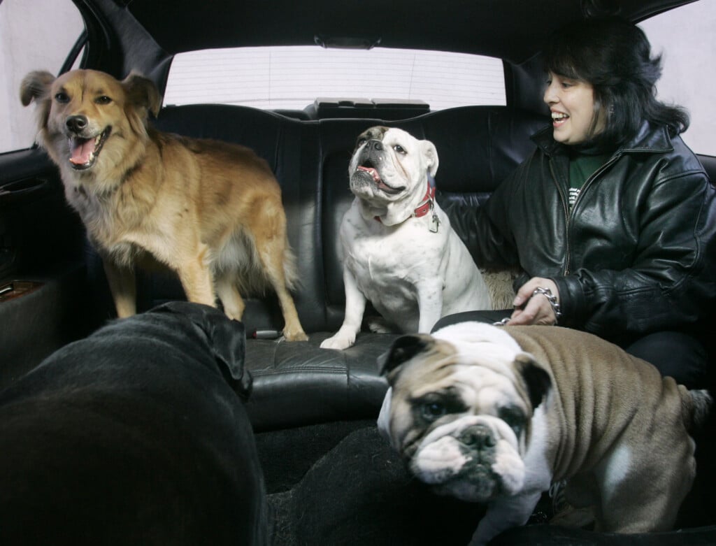 New York Dogs Taken To Daycare In Limousine.