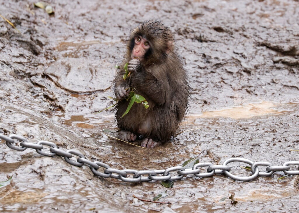 Punch, A Japanese Macaque Known For Clinging To A Stuffed Orangutan, Chews On Tree Leaves At Ichikawa City Zoo In Ichikawa