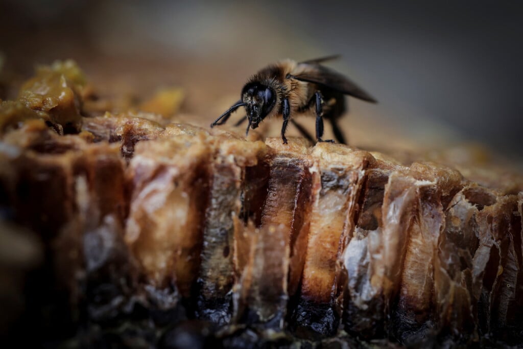 bees