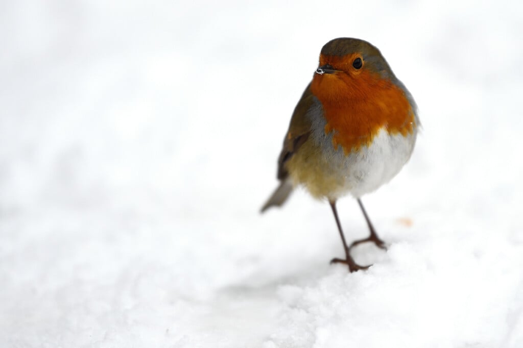 A Robin Is Seen With Snow On Its Beak In Dublin