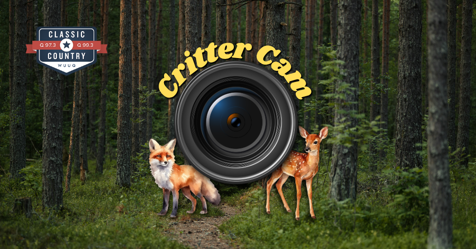 Critter Cam 1