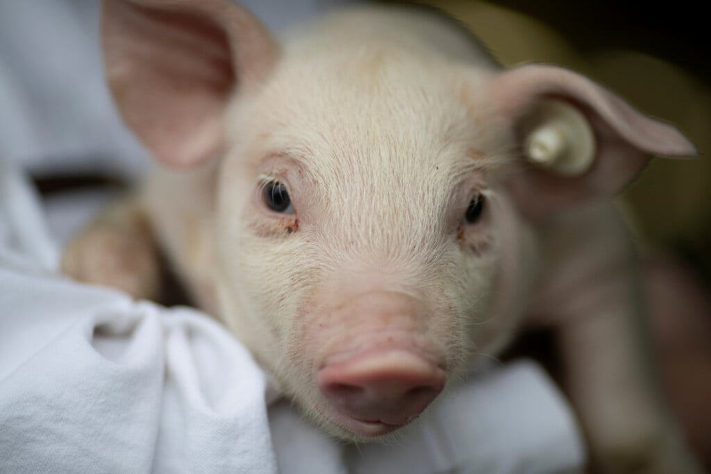 A Farmer Holds A Piglet