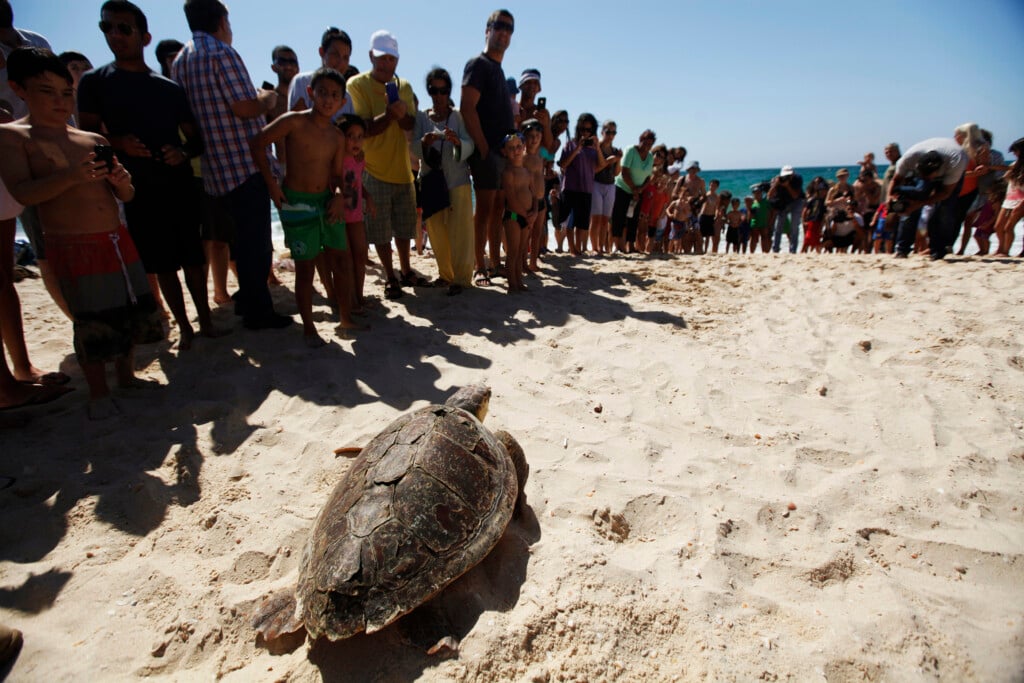 People Watch As Meirav, A Loggerhead Sea Turtle, Is Released Back Into The Mediterranean Sea At A Beach Near Ashkelon
