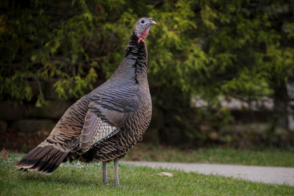 A Wild Turkey Is Seen In A Residential Neighborhood On The Eve Of Thanksgiving In Staten Island