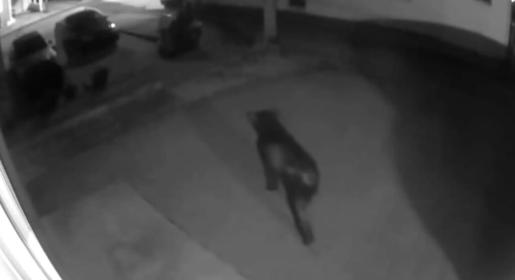 In A Photograph Provided By The Gettysburg Police Department, A Black Bear Is Seen On A Security Camera Near Hanover Street On The Morning Of Thursday, May 28, 2026, In Gettysburg Borough.