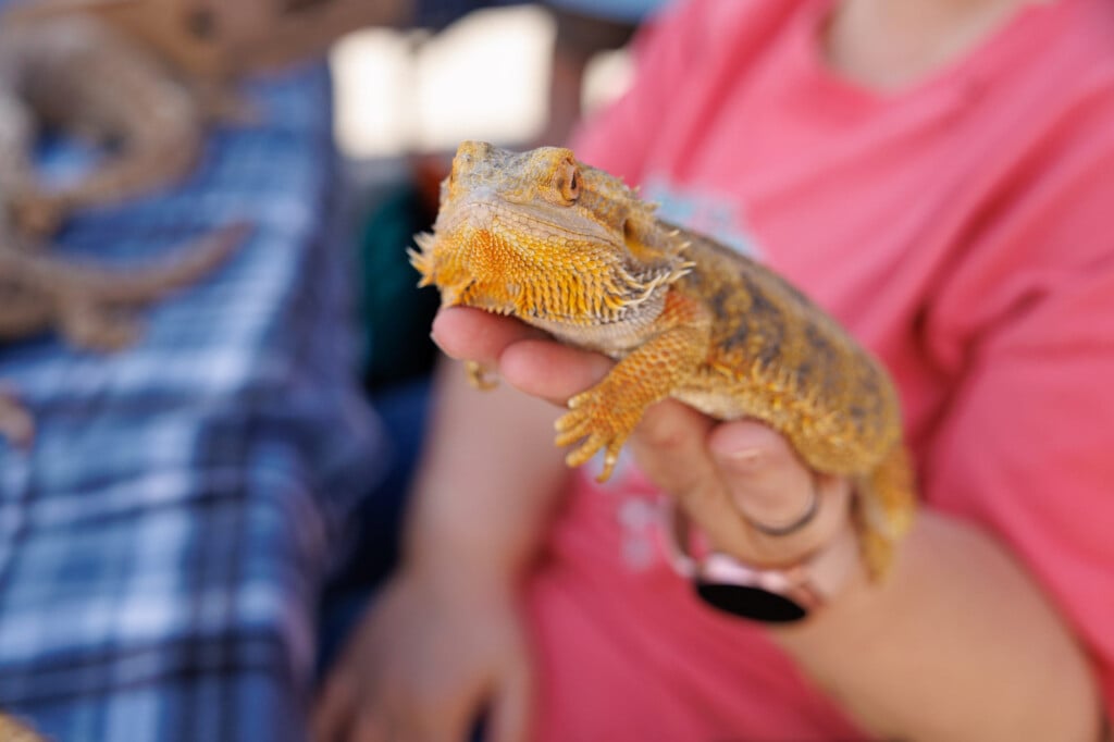 Pumpkin, A Bearded Dragon, Is Held At The Reptile Invasion Tent During Experience Codorus Outdoors, Held At Codorus State Park, Sunday, June 9, 2024, In Manheim Township.