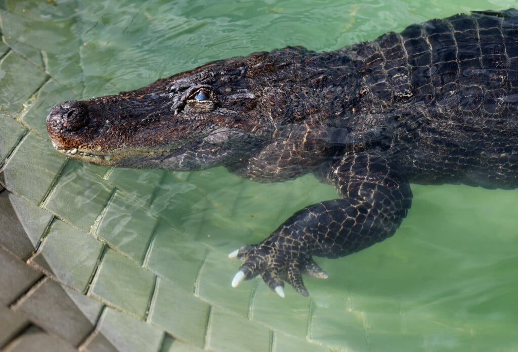 Mrs Meyer The Alligator Joins Her Human Family In The Pool