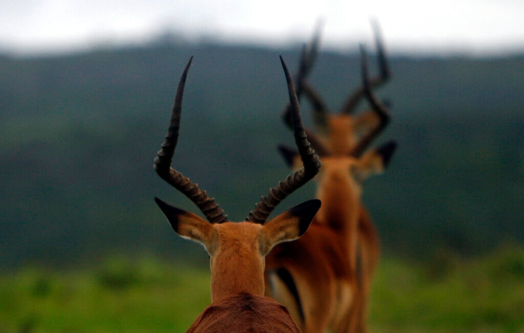Three Impala Antelopes Walk In A Line In The Kariega Game Reserve East Of Port Elizabeth