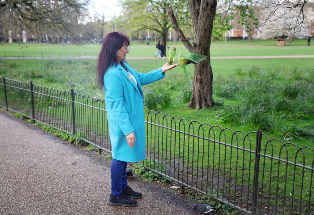 Local Resident Cadriah Feeds Parakeets In St James's Park, London