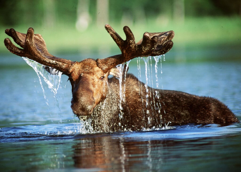  Undated File Photo Moose Have Flourished This Year In Maine, Where They Are The Official State A..