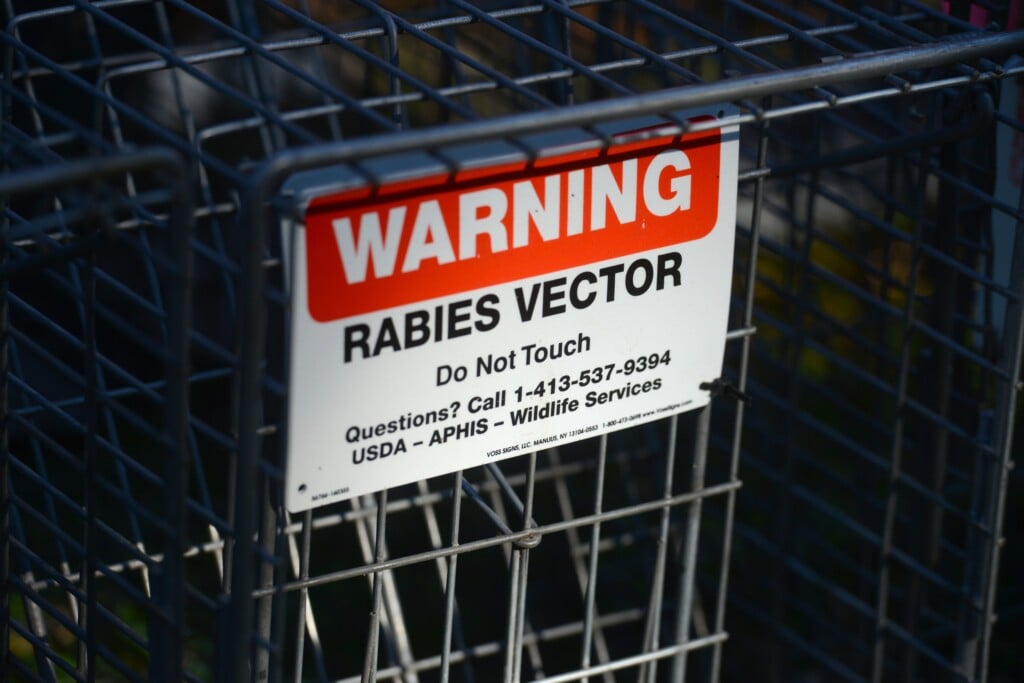 South Yarmouth 06/24/21 Raccoon Traps Line Up Outside A Storage Facility As Teams From The Usda Fan Out Across The Mid Cape Setting Out Traps For Raccoons To Try And Stop The Spread Of Rabies. Steve Heaslip/cape Cod Times