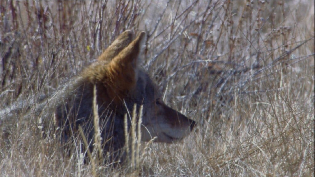 A Coyote Rests In The Grass.