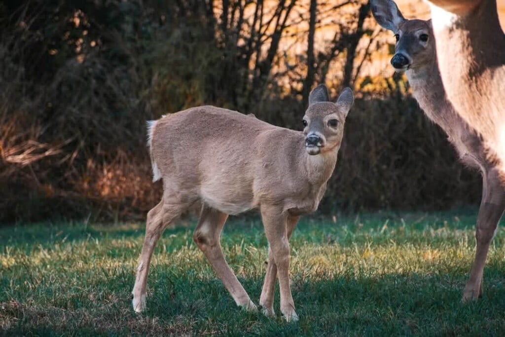 A Deer With An Apparent Congenital Abnormality Stands With Other Deer In Washington County.