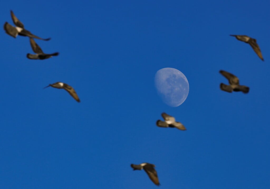 Birds Fly Past As The Moon Sets In Cape Town