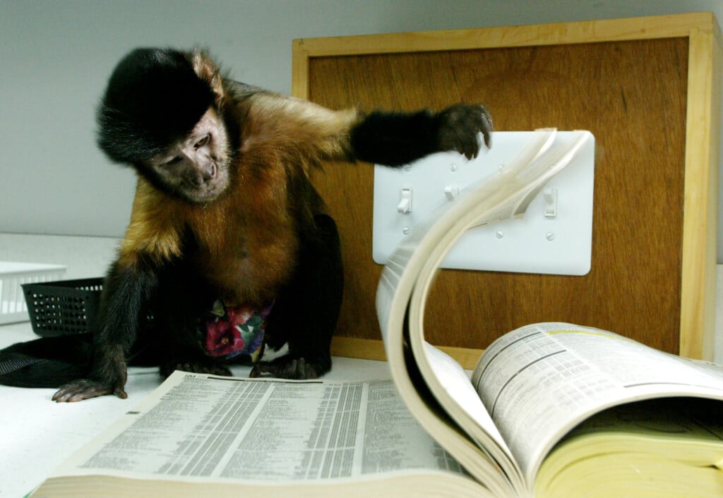 Aila, A 10 Year Old Capuchin Monkey, Turns The Pages Of A Phone Book As She Demonstrates How Trained..