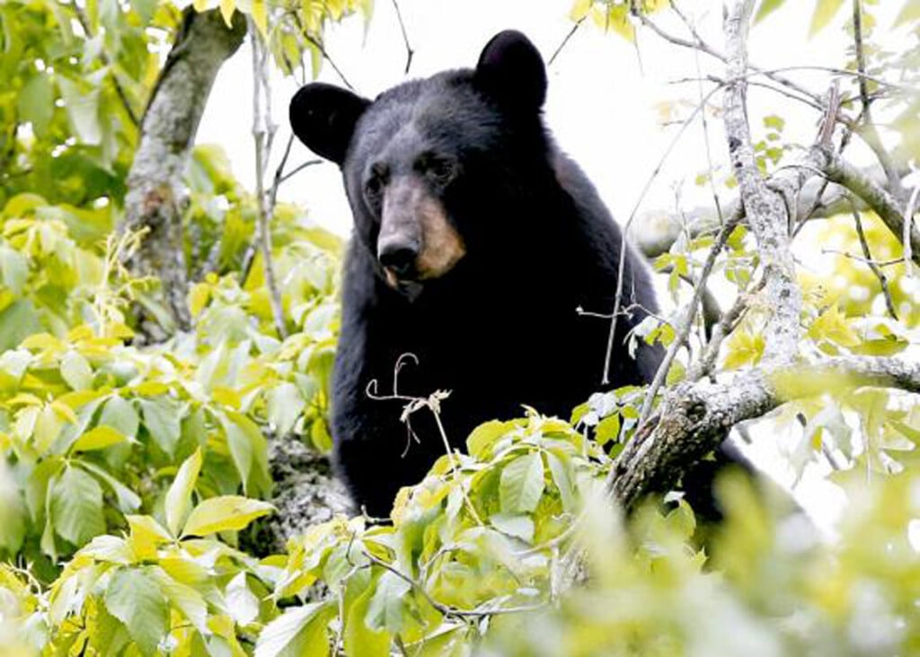 Handout Photo Of A Black Bear In Louisiana