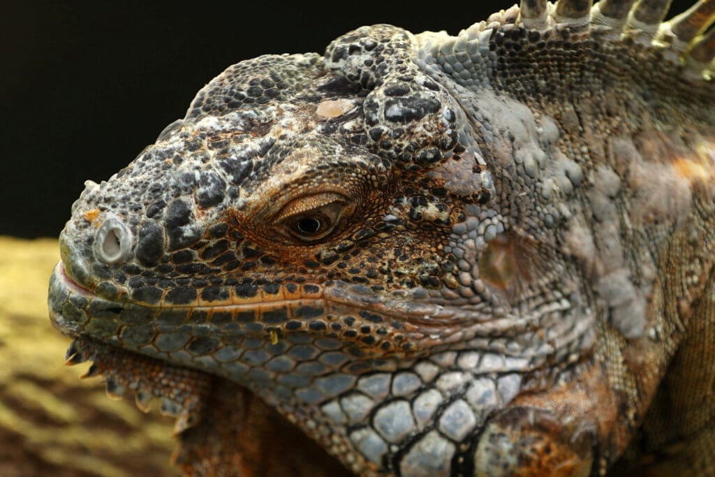 An Iguana At The Zoological Park In Paris