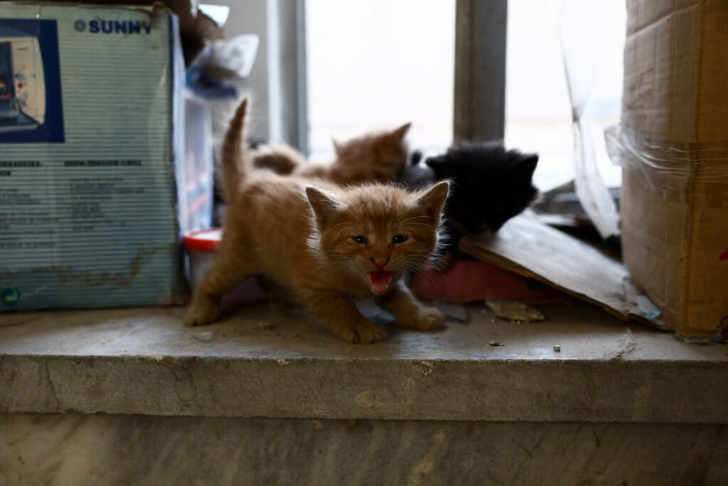 kitten