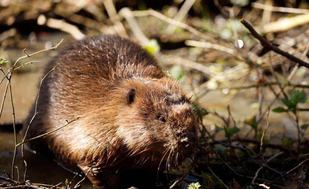 Beavers Are Re Introduced To London For The First Time In More Than 400 Years, In Enfield