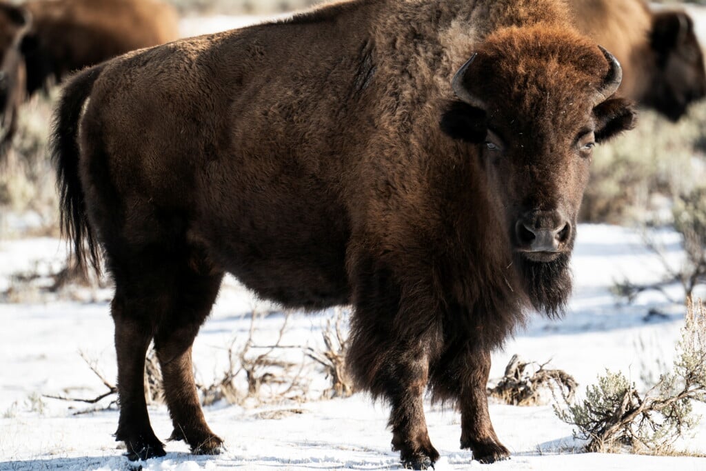 Animals Walk In The Snow In Yellowstone