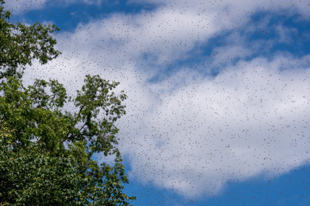 Bees
