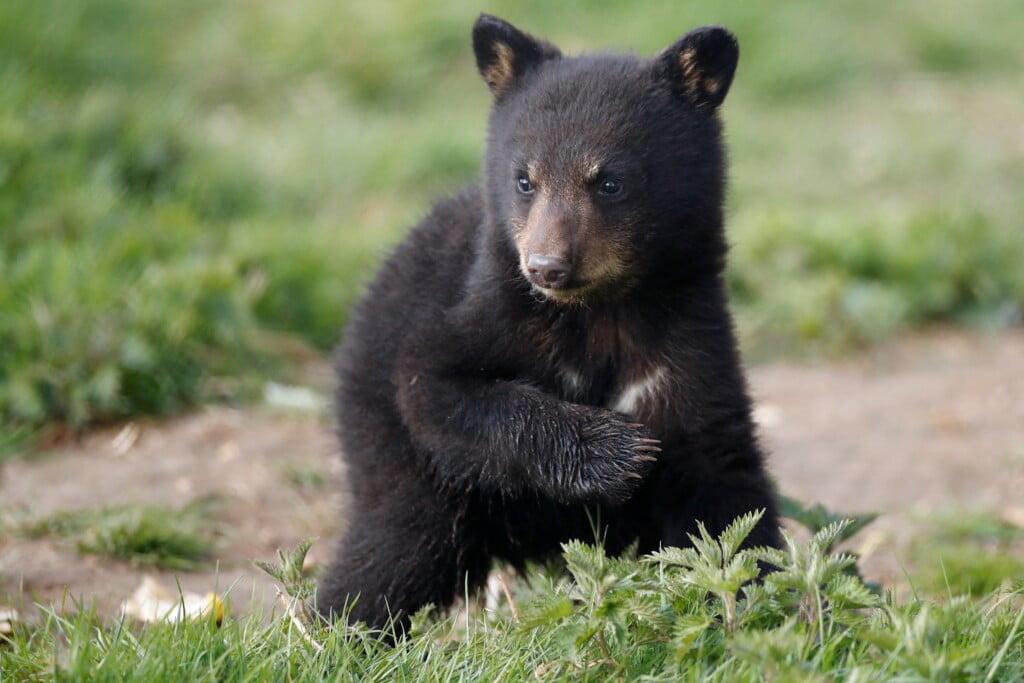 Black bear