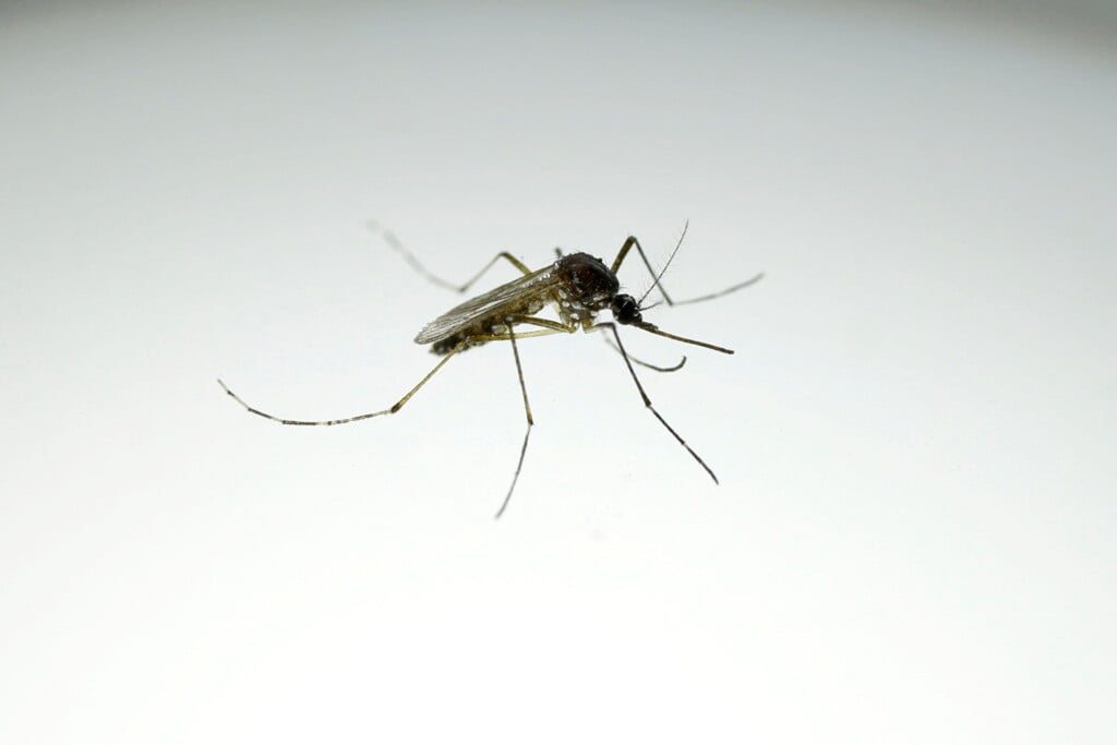 Mosquito