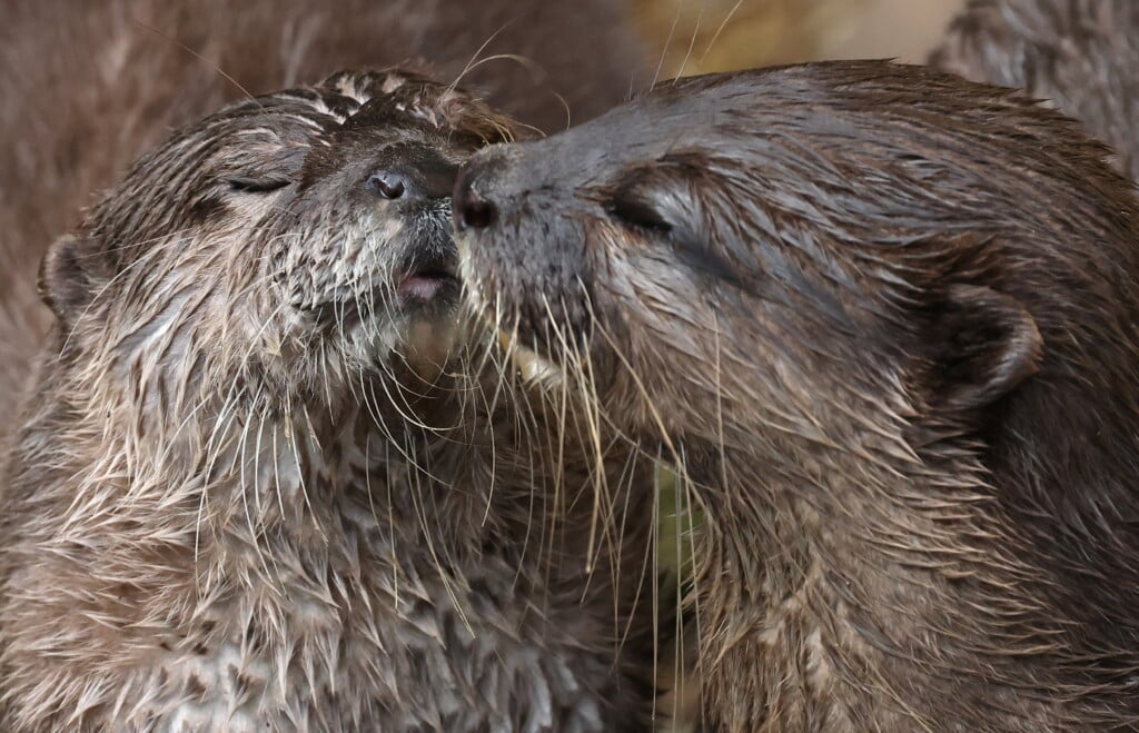Asian Small Clawed Otters At London Wetland Centre In London