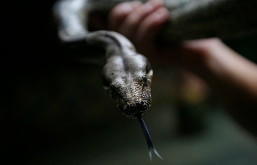 A Boa Constrictor Is Seen At A Zoo In Puerto Vallarta