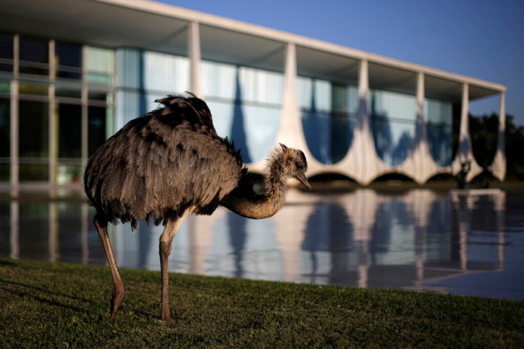 An Emu Is Seen Near Alvorada Palace, The Official Residence Of The President Of Brazil, In Brasilia