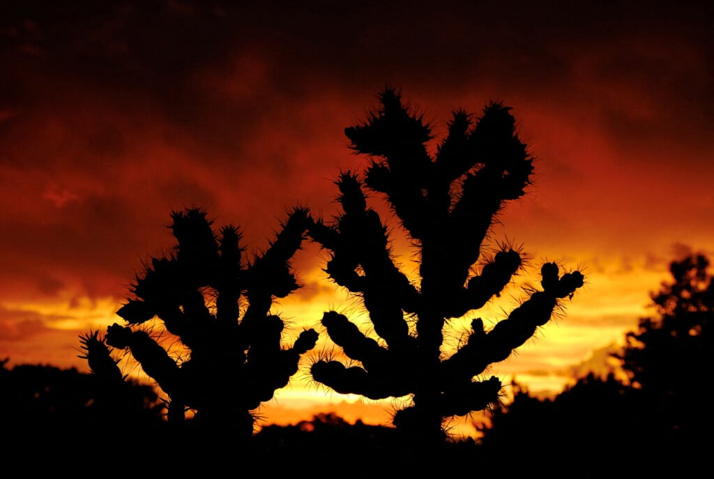 Cholla Cacti At Sunset In Santa Fe, New Mexico