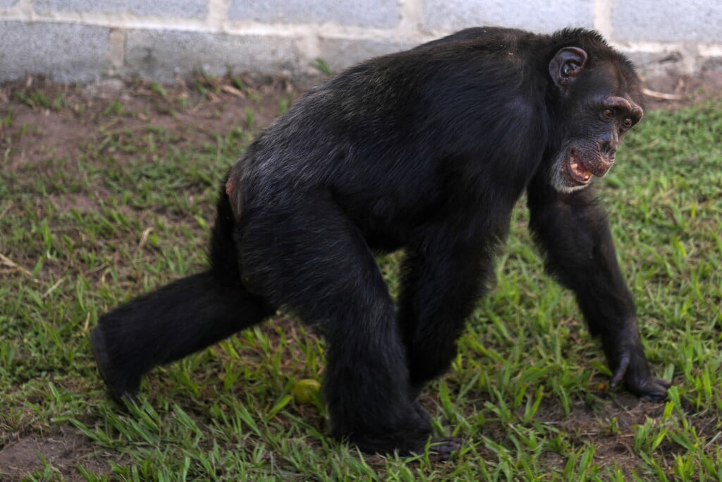 Chimpanzee Yoko Arrives At A Primate Sanctuary In Brazil